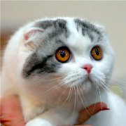 Сколько лет живут кошки