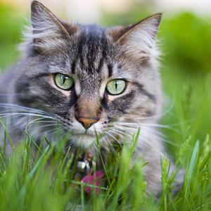 Сколько лет живут кошки Сколько лет живут кошки