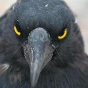 Сколько лет живут вороны