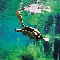 Сколько лет живут черепахи