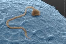 Во сколько лет появляется сперма