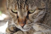 Сколько лет живут коты